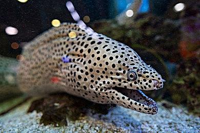 《消逝的光芒2》重装上阵版2月22日上线 枪械更新将到来