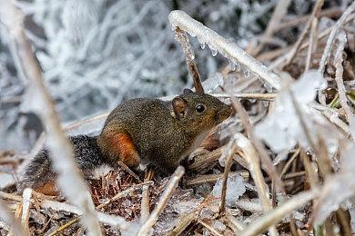 《吸血鬼：避世血族-绝唱》预购开启 全新预告发布