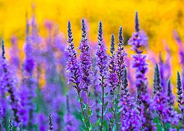 《Zombie Police～圣诞节与僵尸共舞～》8＆8推出